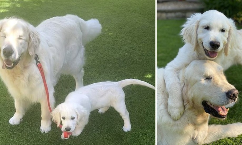 Cachorro cego ganha seu próprio cão-guia e os dois formam uma linda dupla