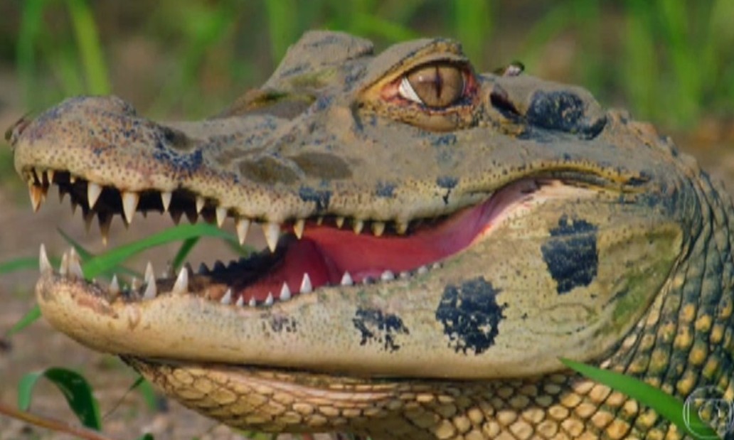 Lágrimas de crocodilo? Não, de jacaré e com potencial para tratar doenças oculares