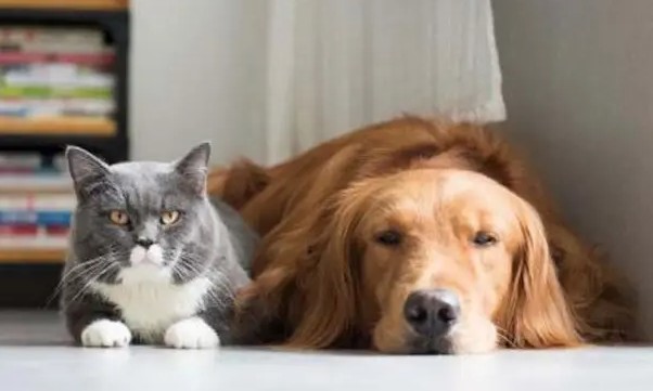 Número de cães e gatos deve chegar a mais de 100 milhões em 10 anos