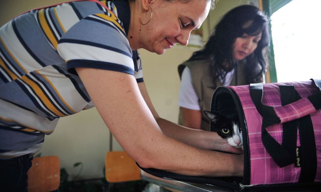 Senado aprova PL que aumenta a pena para agressores de cães e gatos