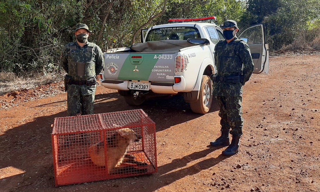 Lobo guará invade área urbana após fugir de queimadas na região