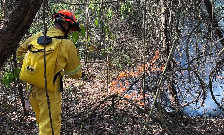 SP cria grupo especial para combater constantes queimadas no estado