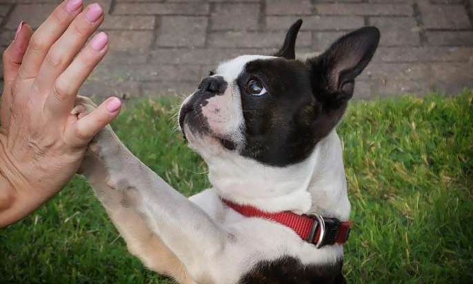 Pets: saiba o que seu cão quer dizer quando ele coloca as patas em você