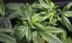Pais conseguem importar sementes de maconha para o tratamento da filha