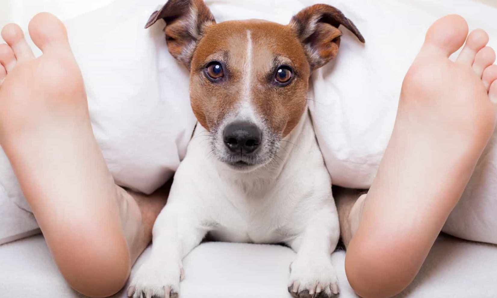 O nome do seu pet pode influenciar na personalidade dele? Descubra aqui