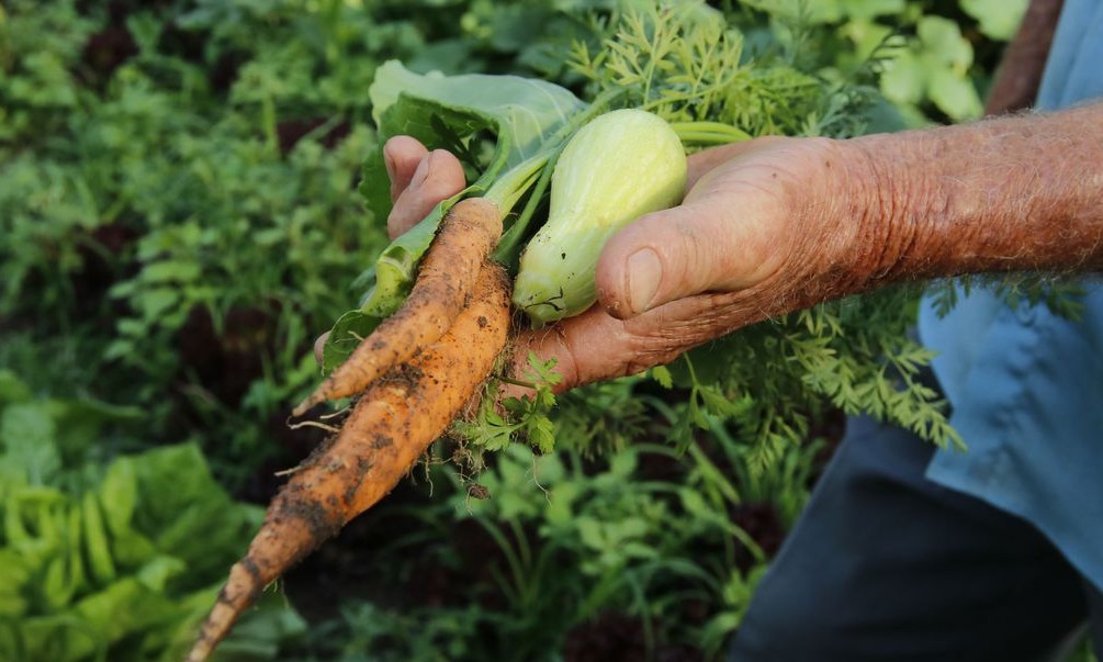 Agricultura familiar vai receber repasse de R$ 72