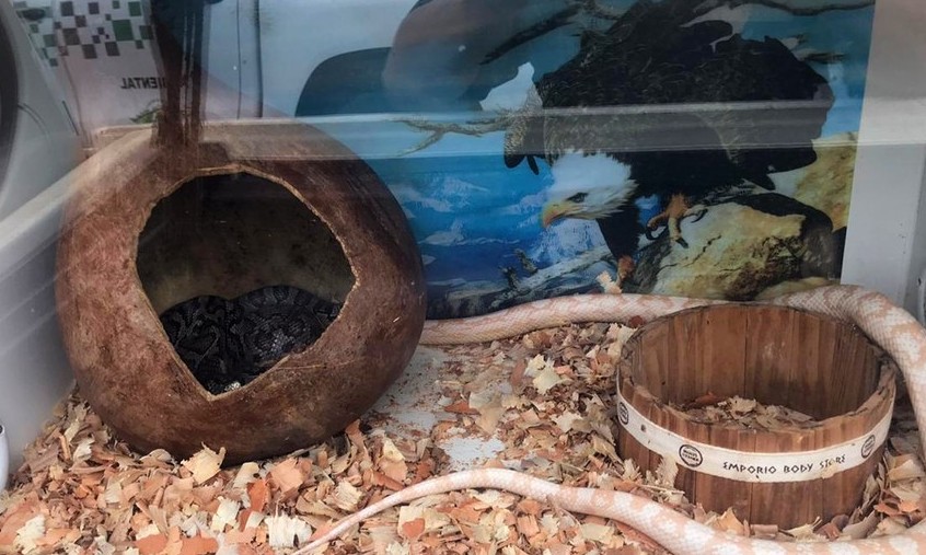 Em Franca, jovem achado com 15 serpentes exóticas é multado em R$ 11 mil