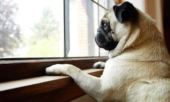 Código de Defesa dos Animais de Franca vai completar sete anos