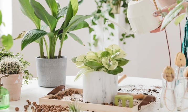 Quer afastar os mosquitos de casa? Saiba quais plantas podem te ajudar