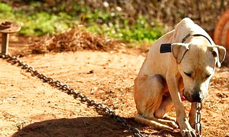 Lei que aumenta pena para maus-tratos a cães e gatos será sancionada nesta 3ª