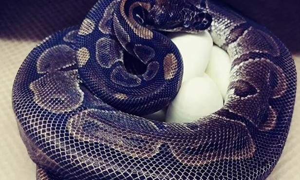 Cobra píton de 62 anos bota 7 ovos mesmo sem contato com macho há 15 anos