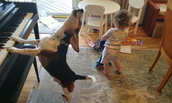 Menina dança enquanto o seu cachorro “toca piano e canta”! O vídeo é lindo!