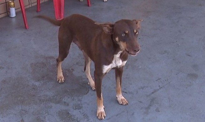 Cachorro sem dono acha carteira com quase R$ 4 mil e devolve
