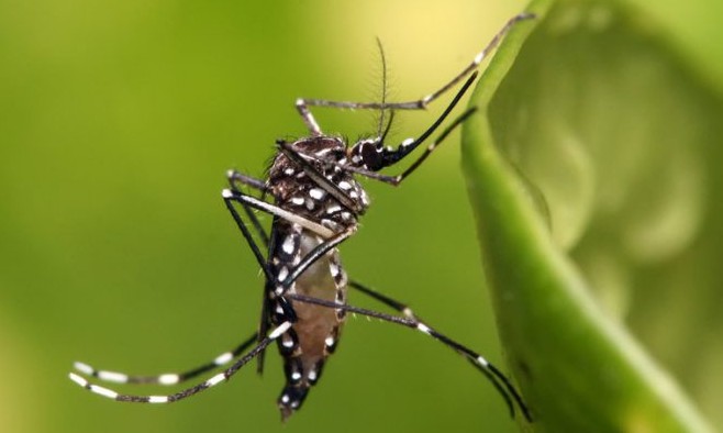 Dengue: técnica testada na Indonésia reduz casos de contaminação em 77%