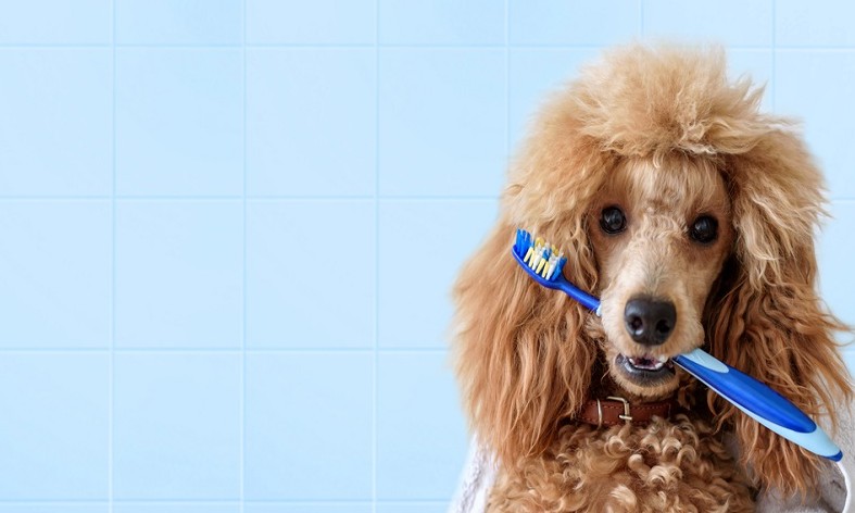 Mau hálito em cachorros: conheça algumas dicas práticas para tratar em casa