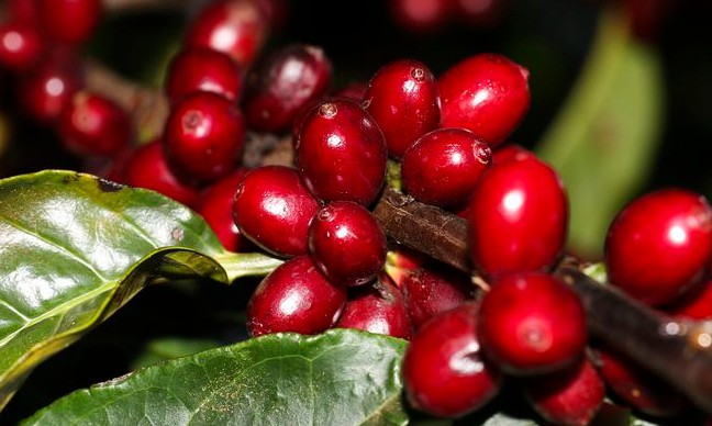 Com alta de 39,7%, produção de café bate recorde no estado de SP