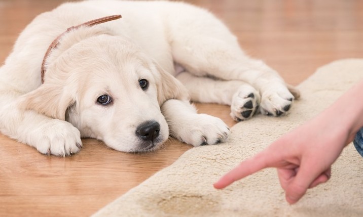 Saiba como ensinar o seu cachorro a fazer as necessidades no lugar certo