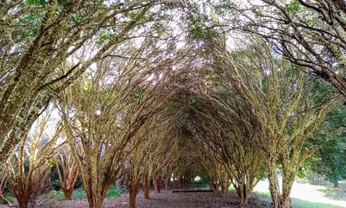 SP é um dos estados brasileiros com maior produção de jabuticaba