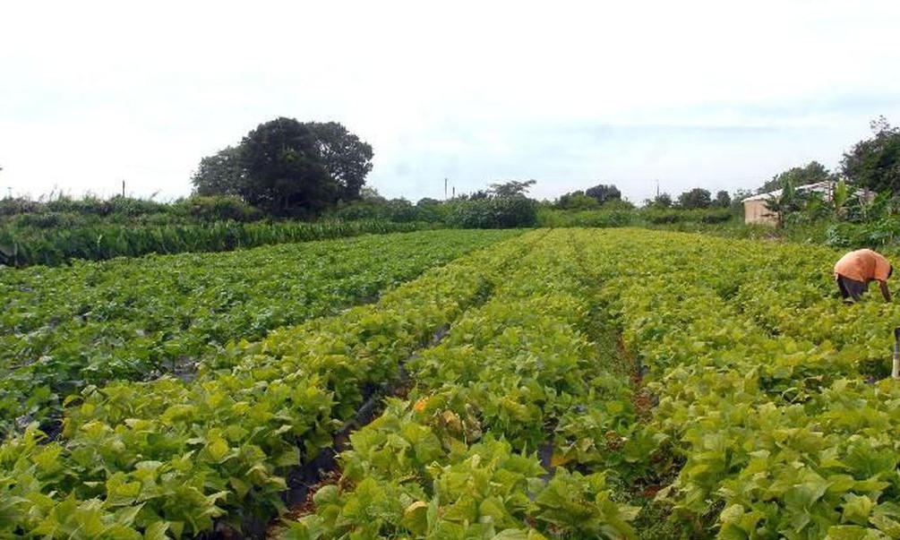Pequenos produtores rurais poderão renegociar débitos da dívida ativa