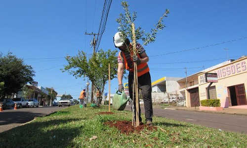 Prefeitura de Franca prepara plantio de árvores nas principais avenidas