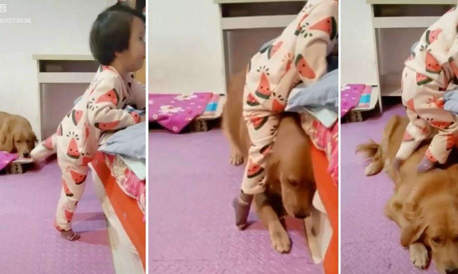 Cachorro amigo se oferece de apoio para garota subir na cama e cena viraliza
