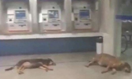 Cães "invadem" banco em Minas Gerais para ficar no ar condicionado