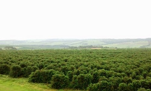 CNA e CaféPoint iniciam Pesquisa Safra Cafeeira de 2020