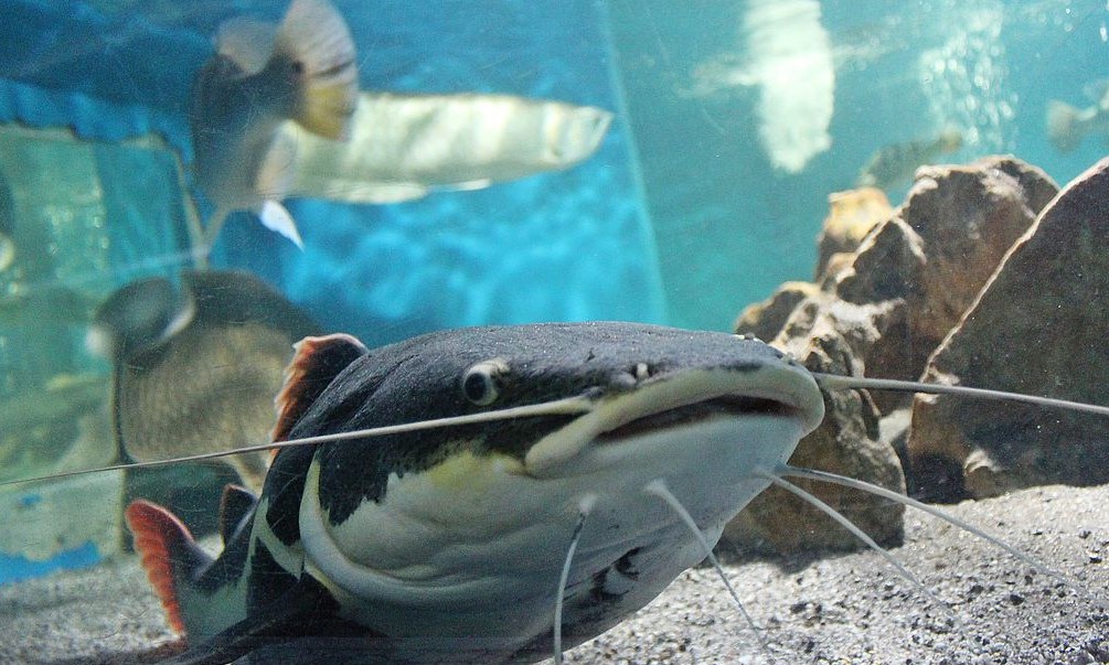 Crianças podem visitar Planeta Inseto e Museu da Pesca pela internet