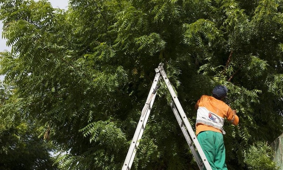 CPFL alerta para os perigos com a rede elétrica durante podas de árvores