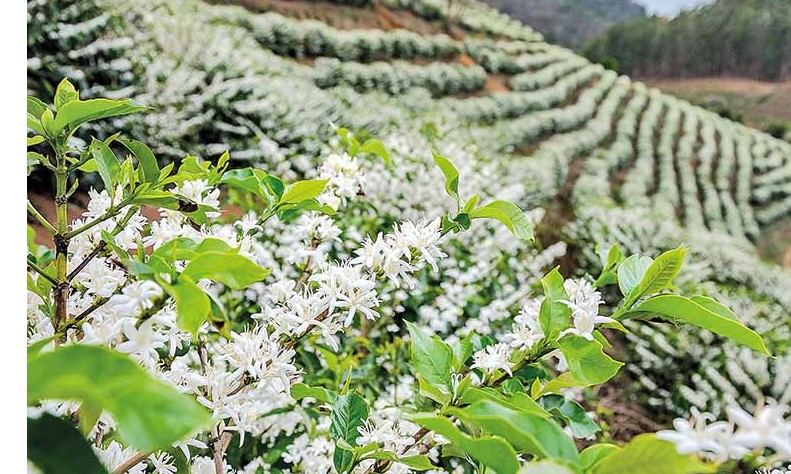 Floradas de café enfrentam déficit hídrico