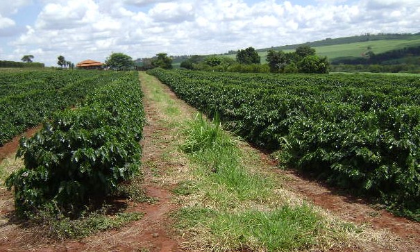 Assentamento em Restinga cultiva mais de 1 milhão de pés de café