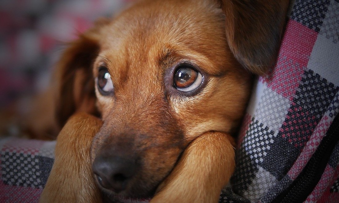 Cachorros podem não diferenciar rostos humanos