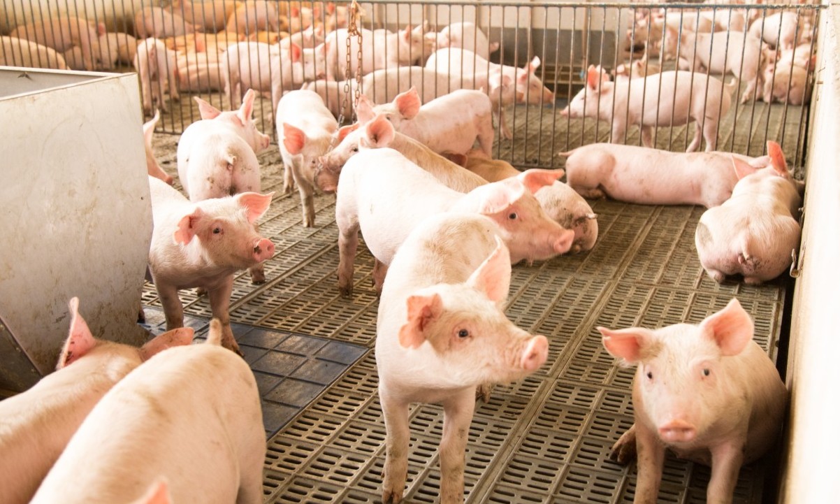 Casas de carnes do Núcleo ACIF estudam sistema para criação de suínos