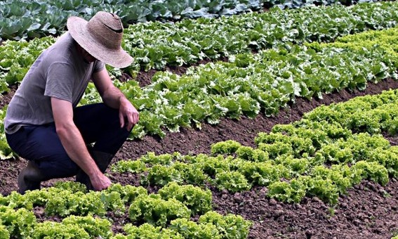 Produção de hortaliças garante renda ao produtor e nutrição ao consumidor