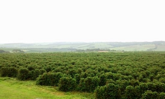Inmet lança aplicativo com informações do tempo para agricultura