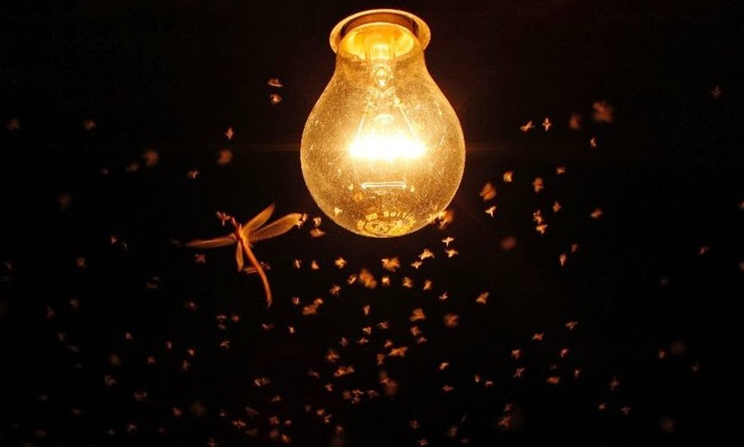 Saiba como espantar indesejáveis insetos de luz da casa de maneira eficiente
