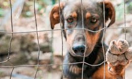 Proposta obriga síndicos a denunciarem maus tratos contra animais