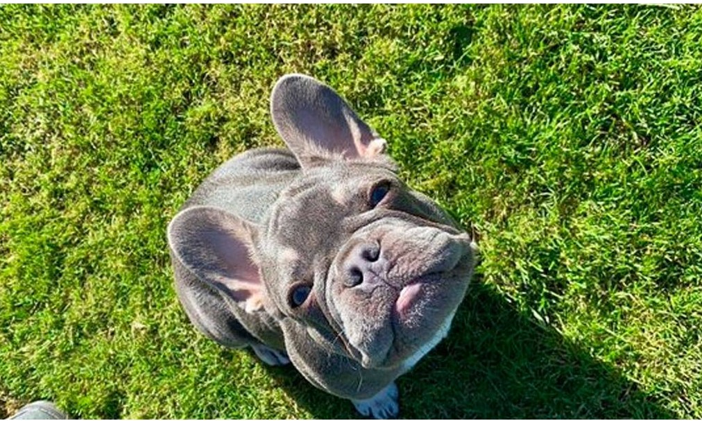 Cão peralta rouba pênis de borracha da dona e corre pelo jardim