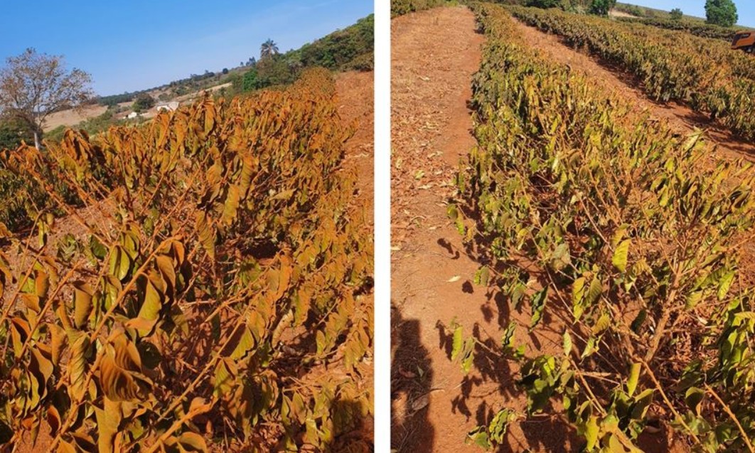 Clima seco preocupa produtores mineiros e já prejudica safra 21/22