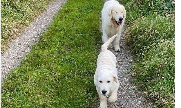 Filhote vira cão-guia e se torna melhor amigo de Golden cego
