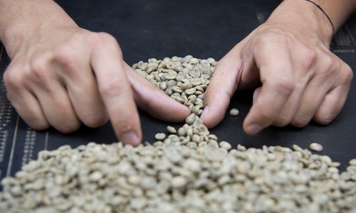 Projeto Campo Futuro apresenta custos da produção de café em MG
