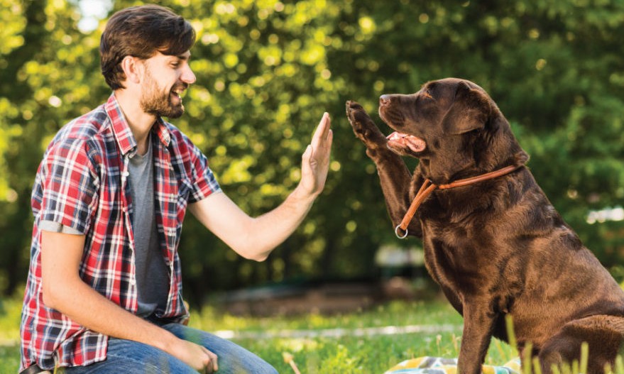 Personalidade dos cachorros muda conforme o passar do tempo