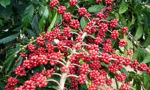 Clima influencia nos preços do café arábica com preço de R$ 515