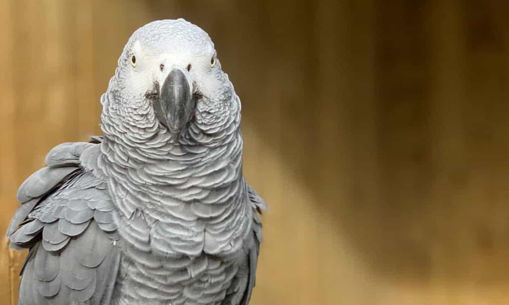 Zoológico coloca cinco papagaios em quarentena por insultarem visitantes