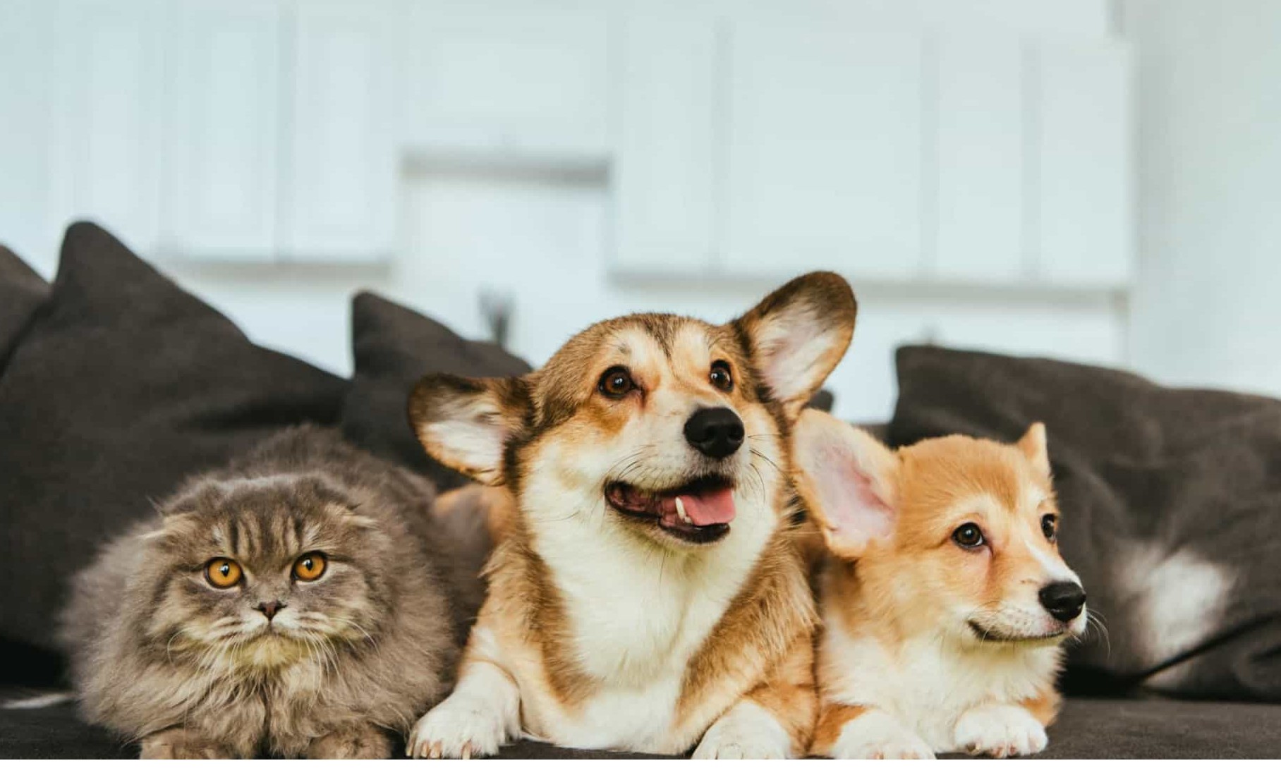 É possível que cães e gatos se comuniquem? A resposta vai surpreendê-lo