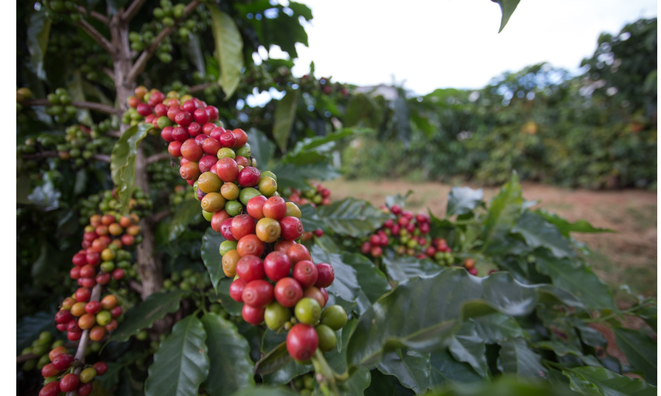 Café arábica começa em baixa enquanto robusta inicia em alta