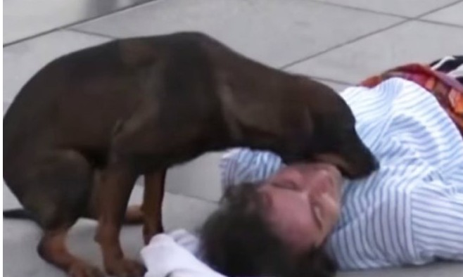Cão sem dono interrompe peça achando que ator estava machucado: vídeo