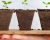 Plantar mudas e sementes reduz níveis de estresse sem remédio, sabia? - Jornal da Franca