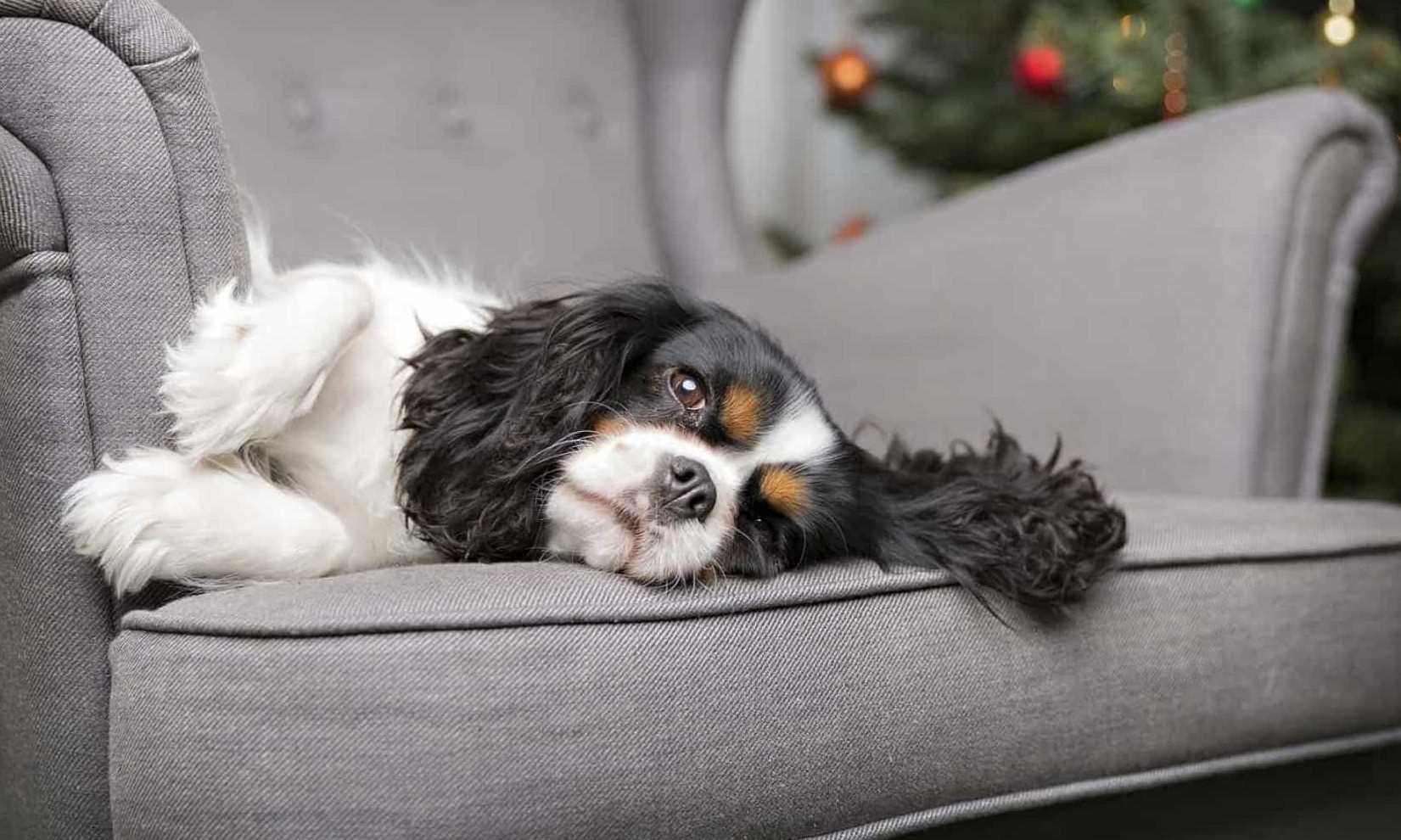 Sofá com cheiro de cachorro? Este método vai reduzir o odor indesejável