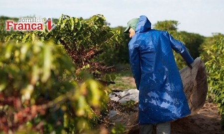Baixa de produção de café: valor em Minas Gerais fica estável